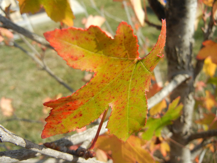 Autumn Colors (2012, October 26)