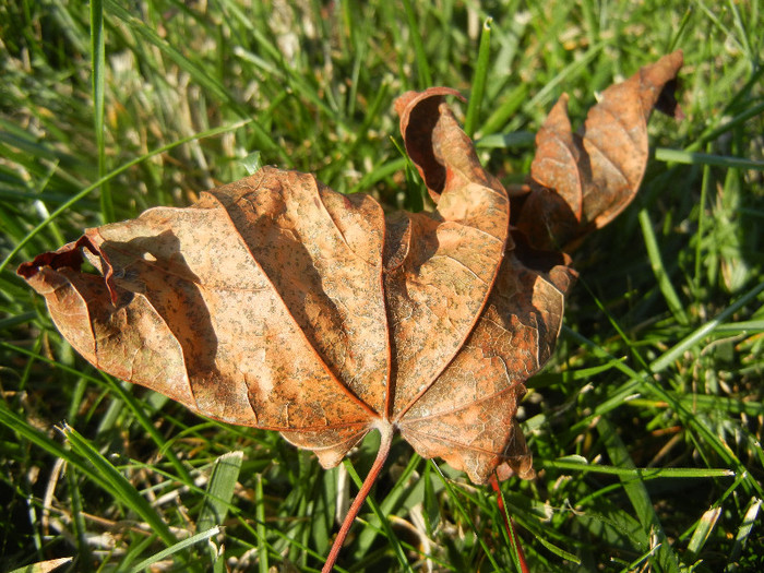 Autumn Colors (2012, October 26)