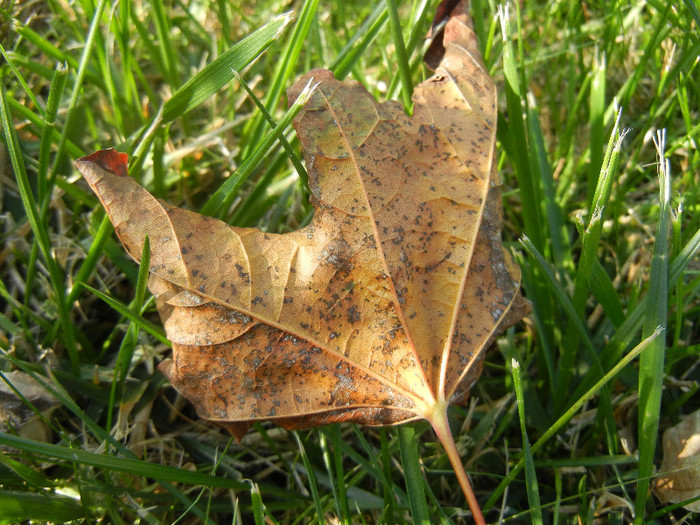 Autumn Colors (2012, October 26)