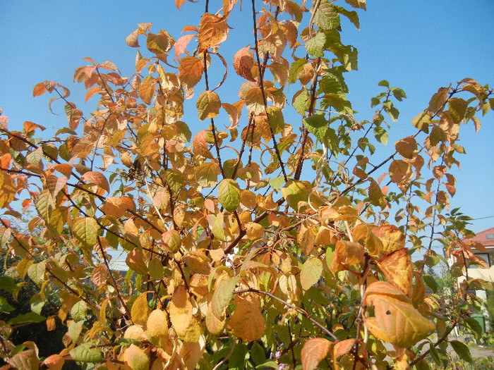 Fall Colors on Prunus triloba (`12, Oct.26)
