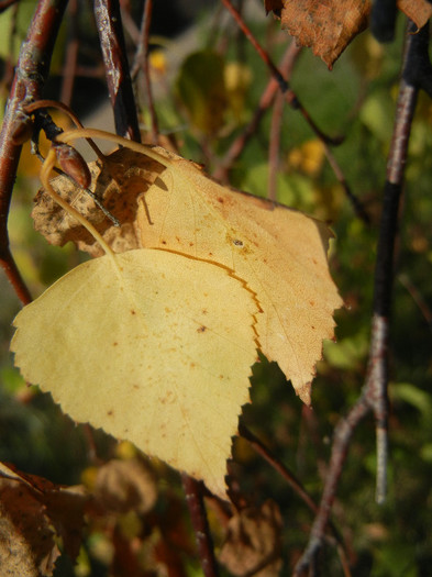 Autumn Colors (2012, October 26)