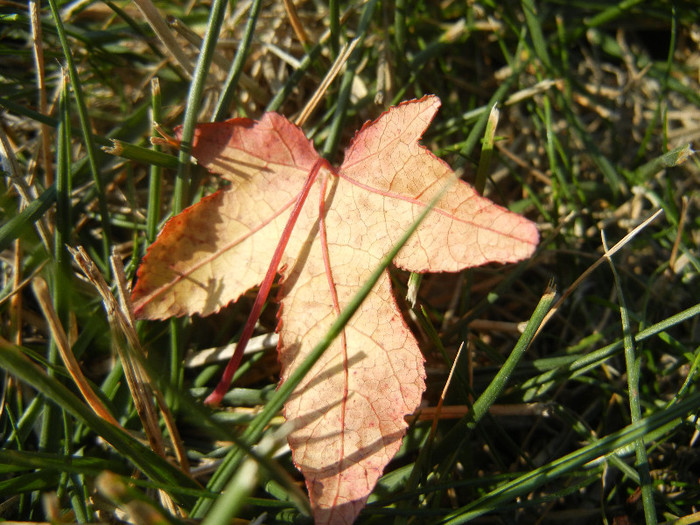 Autumn Colors (2012, October 26) - 03 AUTUMN Colors_Toamna