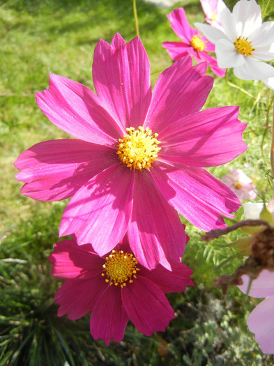 Garden Cosmos Burgundy (2012, Oct.26)