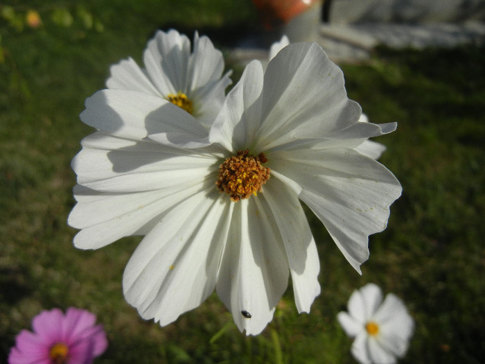 Cosmos bipinnatus White (2012, Oct.26) - Garden Cosmos White