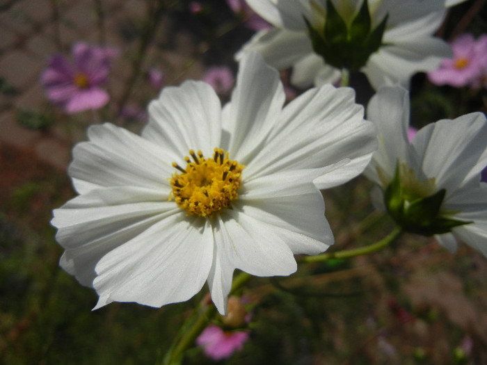 Cosmos bipinnatus White (2012, Oct.26) - Garden Cosmos White
