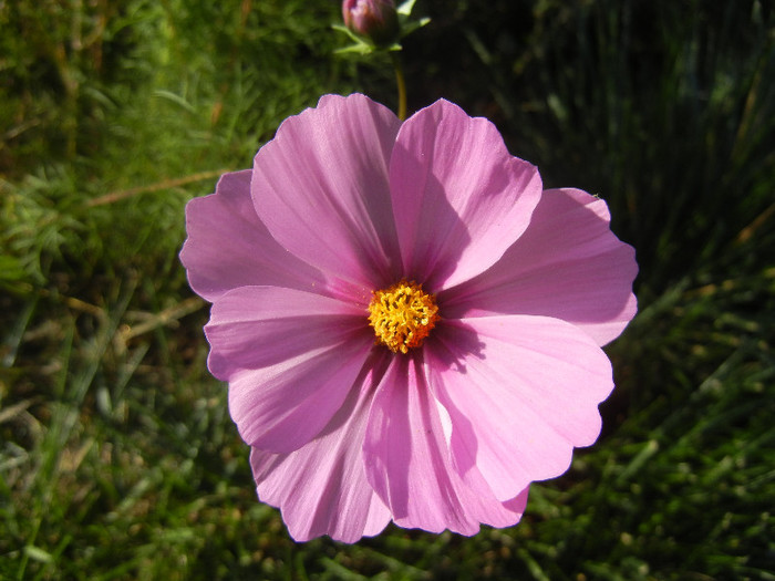 Cosmos bipinnatus Pink (2012, Oct.26) - Garden Cosmos Pink