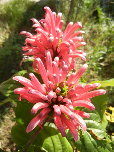 Justitia carnea (2012, October 26) - Justicia carnea