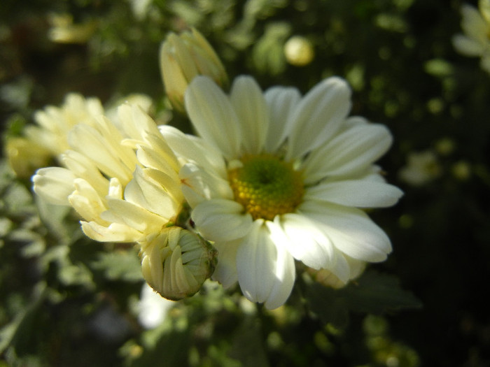 White & Yellow Chrysanth (2012, Oct.26)