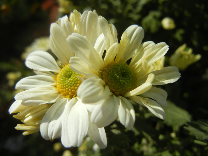 White & Yellow Chrysanth (2012, Oct.26) - White Yellow Chrysanthemum
