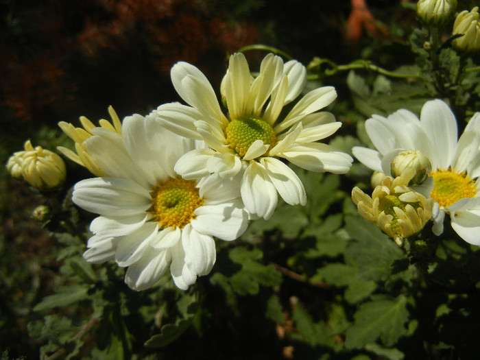 White & Yellow Chrysanth (2012, Oct.26)