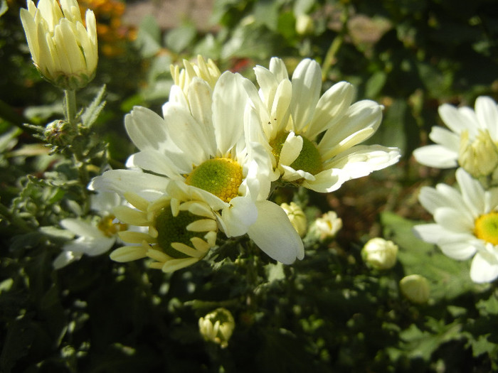 White & Yellow Chrysanth (2012, Oct.26) - White Yellow Chrysanthemum