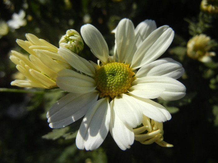 White & Yellow Chrysanth (2012, Oct.26) - White Yellow Chrysanthemum