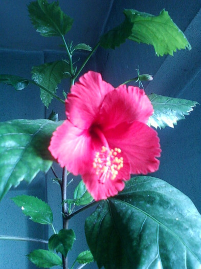 26 oct 2012-flori 003