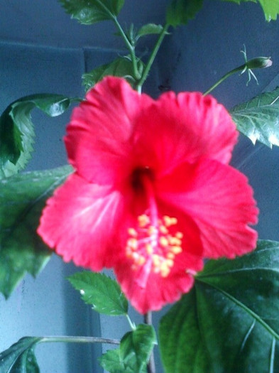 26 oct 2012-flori 004