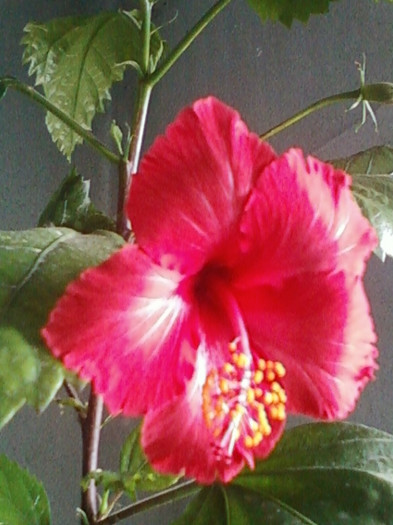 26 oct 2012-flori 008
