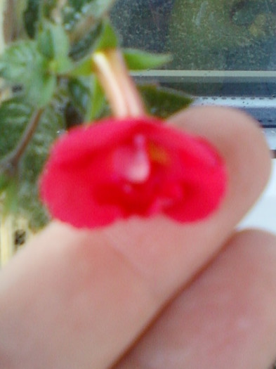 26 oct 2012-flori 020