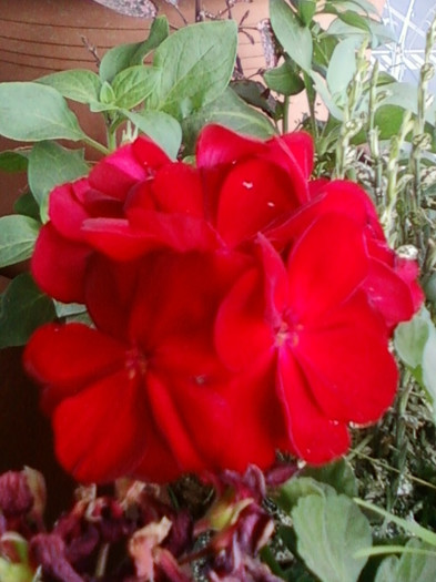 muscata de la mama