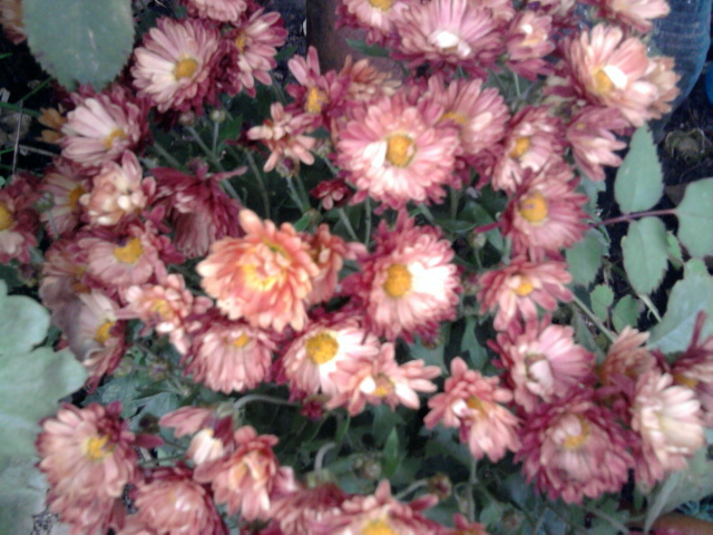 este aceeasi din poza 2(si-a schimbat culoarea) - crizanteme-tufanele