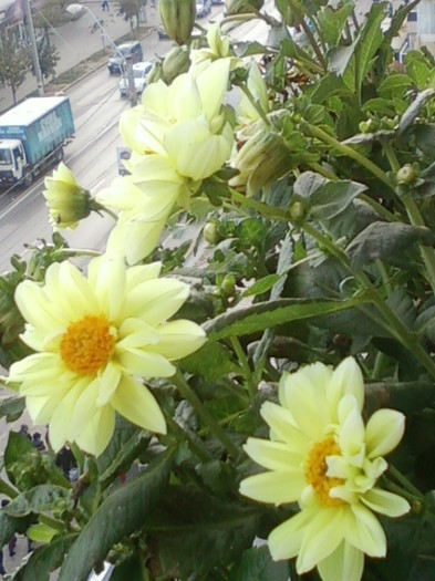 26 oct 2012-flori 027