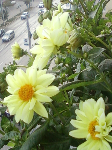 dalie pitica galbena