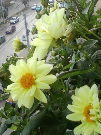 26 oct 2012-flori 031