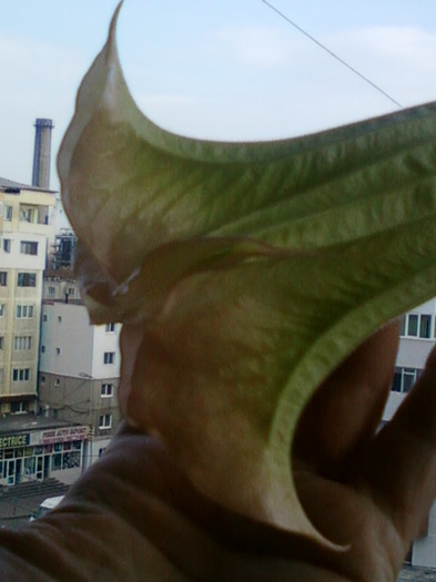 26 oct 2012-flori 048