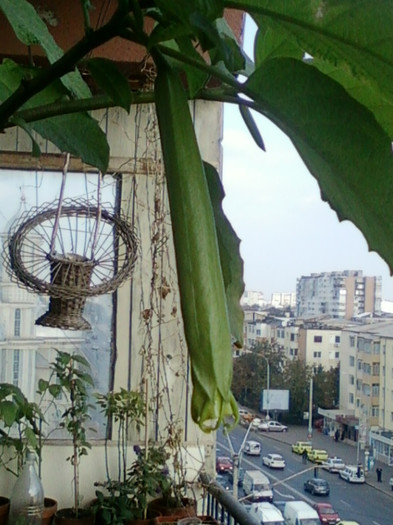brugmansia galbena-norela :) - octombrie 2012-flori