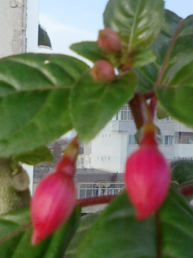 fuchsia