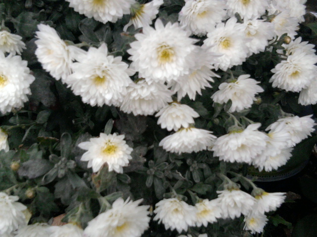 5 - crizanteme-tufanele