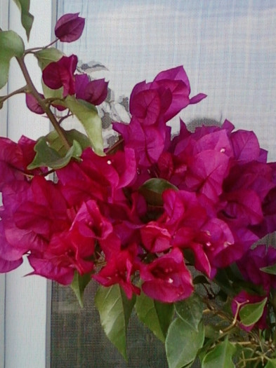 26 oct 2012-flori 055