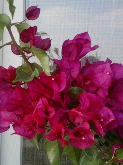 26 oct 2012-flori 058