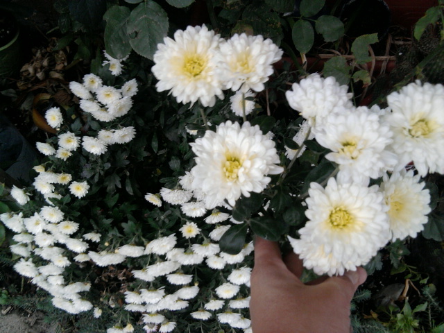 5 si 6 - crizanteme-tufanele