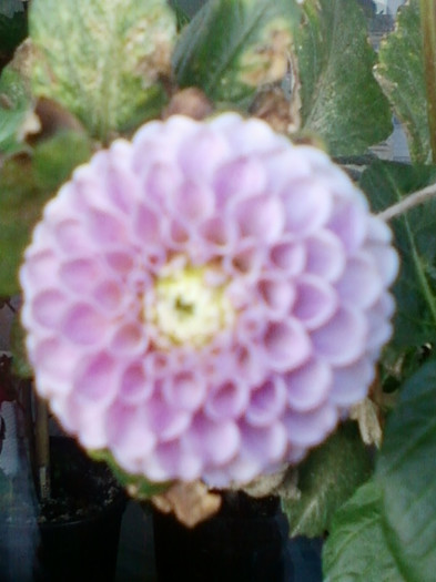 26 oct 2012-flori 066