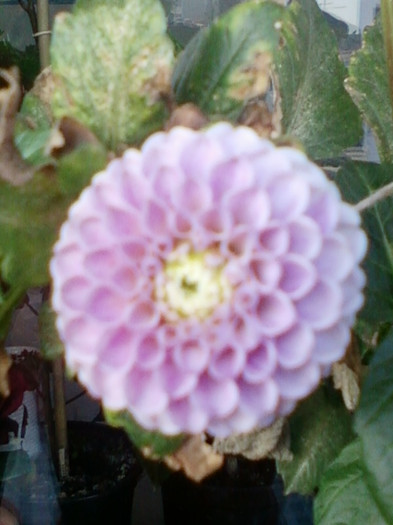 dalia pompon