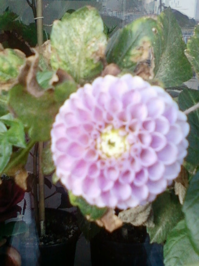 26 oct 2012-flori 060