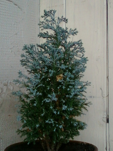 26 oct 2012-flori 059