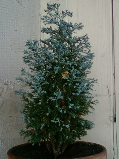 un bradut micut, dragut...