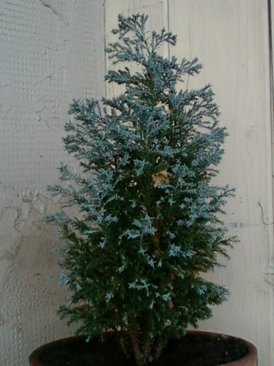 26 oct 2012-flori 063