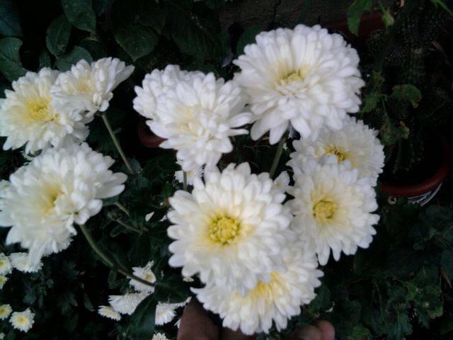 6 - crizanteme-tufanele