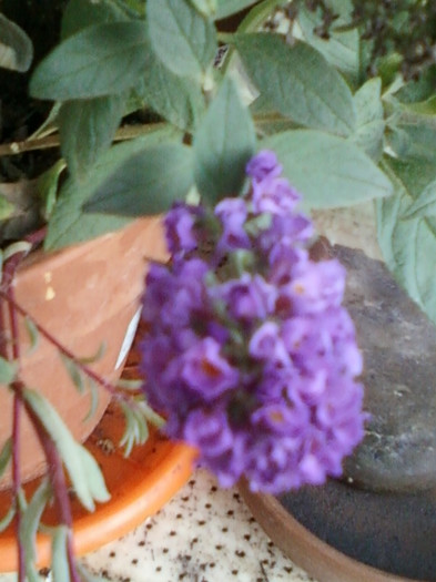26 oct 2012-flori 062