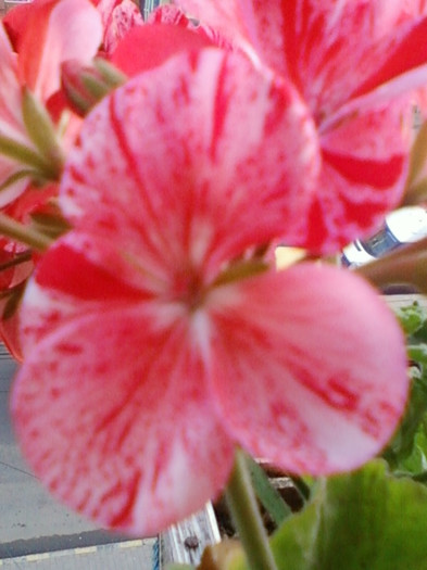 muscata pestrita