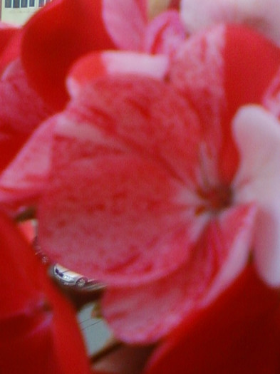 26 oct 2012-flori 074