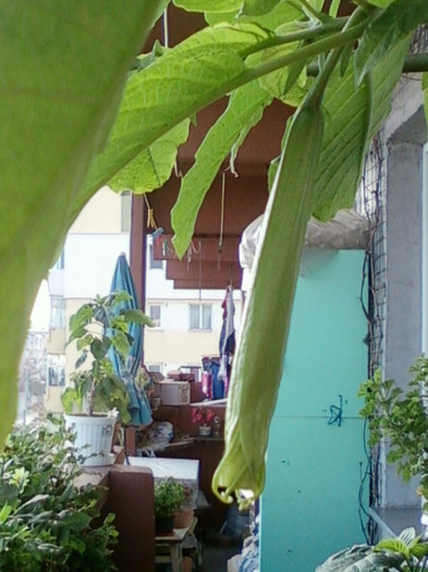 26 oct 2012-flori 084