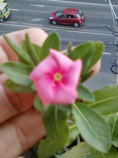 vinca roz