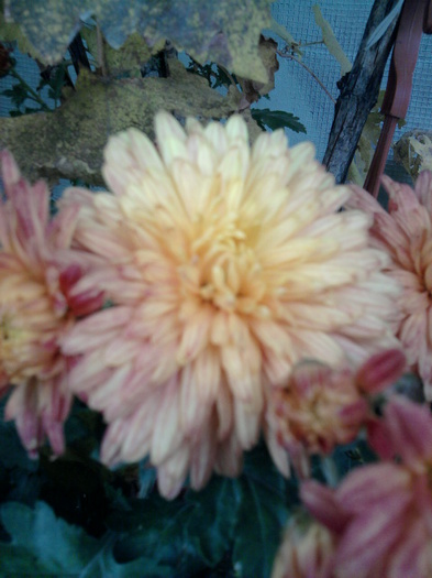 7 - crizanteme-tufanele