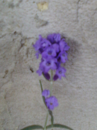 26 oct 2012-flori 080