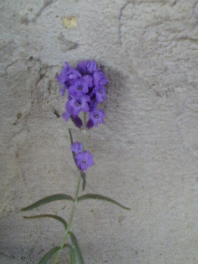 lavanda "blue scent"