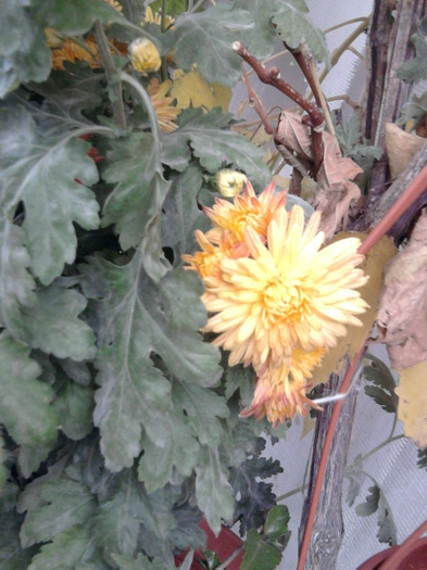 7 - crizanteme-tufanele