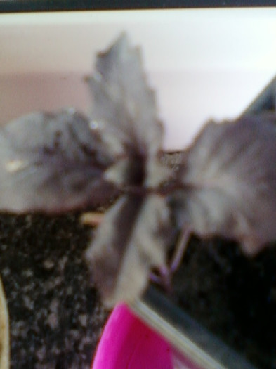 26 oct 2012-flori 096