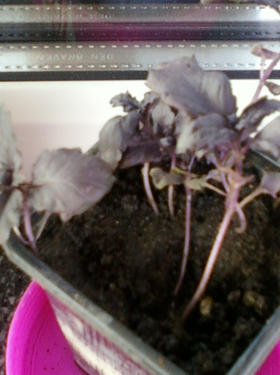 dark basil(busuioc negru)